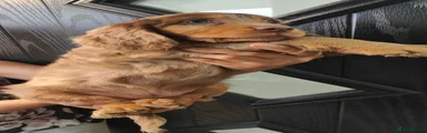 Cocker Spaniel 1
