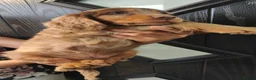 Cocker Spaniel dogs for sale: Tri colour show type cocker spaniel pups - Advert 6