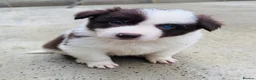 Border Collie dogs for sale: Gorgeous border collie puppies  - Advert 6