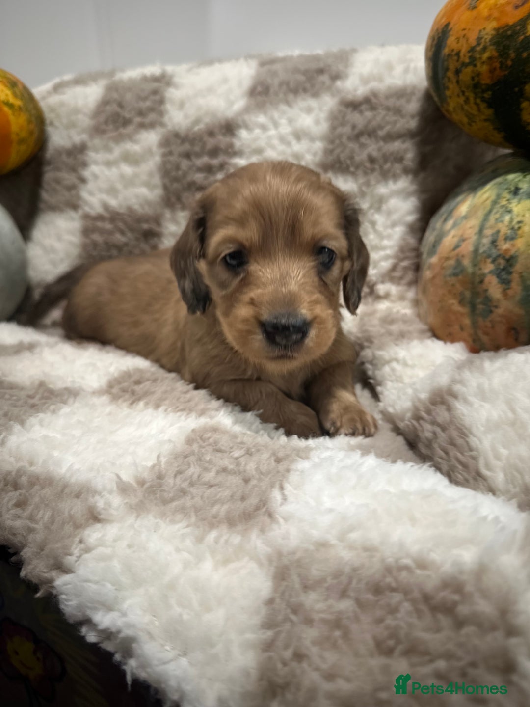 Miniature Dachshund dogs for sale: 5 Beautiful Long Haired Miniature Daschund’s   - Image 7