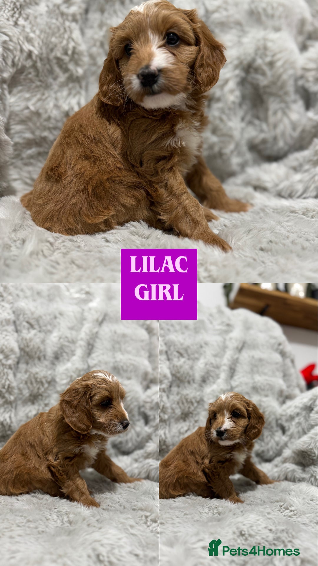 Cockapoo dogs for sale: F2 cockapoo puppies  - Advert 27