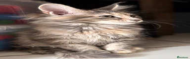 Maine Coon 1