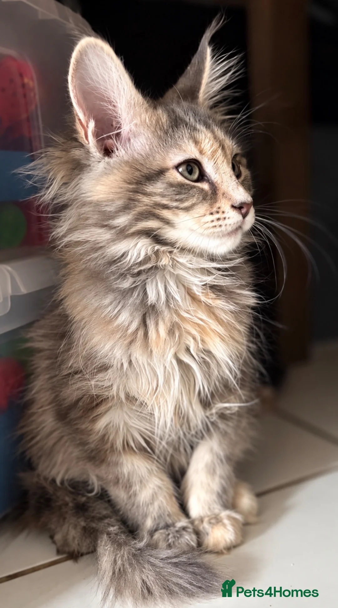 Maine Coon cats for sale: TICA Registered Maine Coon Kittens 🐾 - Advert 2