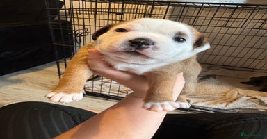 Staffordshire Bull Terrier dogs - Advert 13