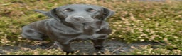 Labrador Retriever dogs for sale: Gorgeous Black Labrador Puppies  - Advert 2