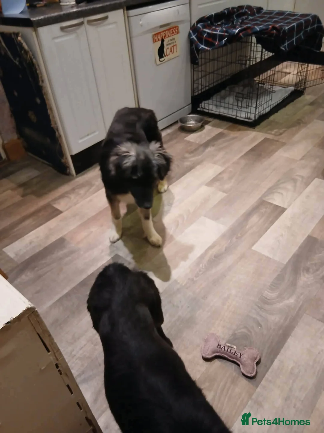 Mixed Breed dogs for adoption: Meet Galaxy, currently residing in Urquhart  in Elgin - Advert 2