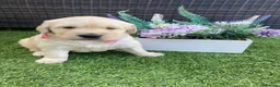 Golden Retriever dogs for sale: Chunky kc registered golden retriever puppy’s  - Advert 9