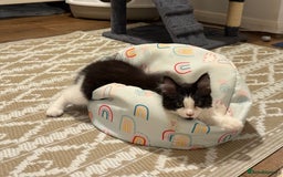 Domestic Shorthair cats for sale: Cute kittens for sale - Image 16