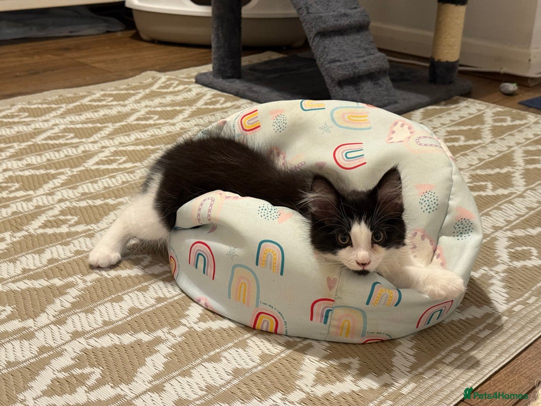 Domestic Shorthair cats for sale: Cute kittens for sale - Image 16