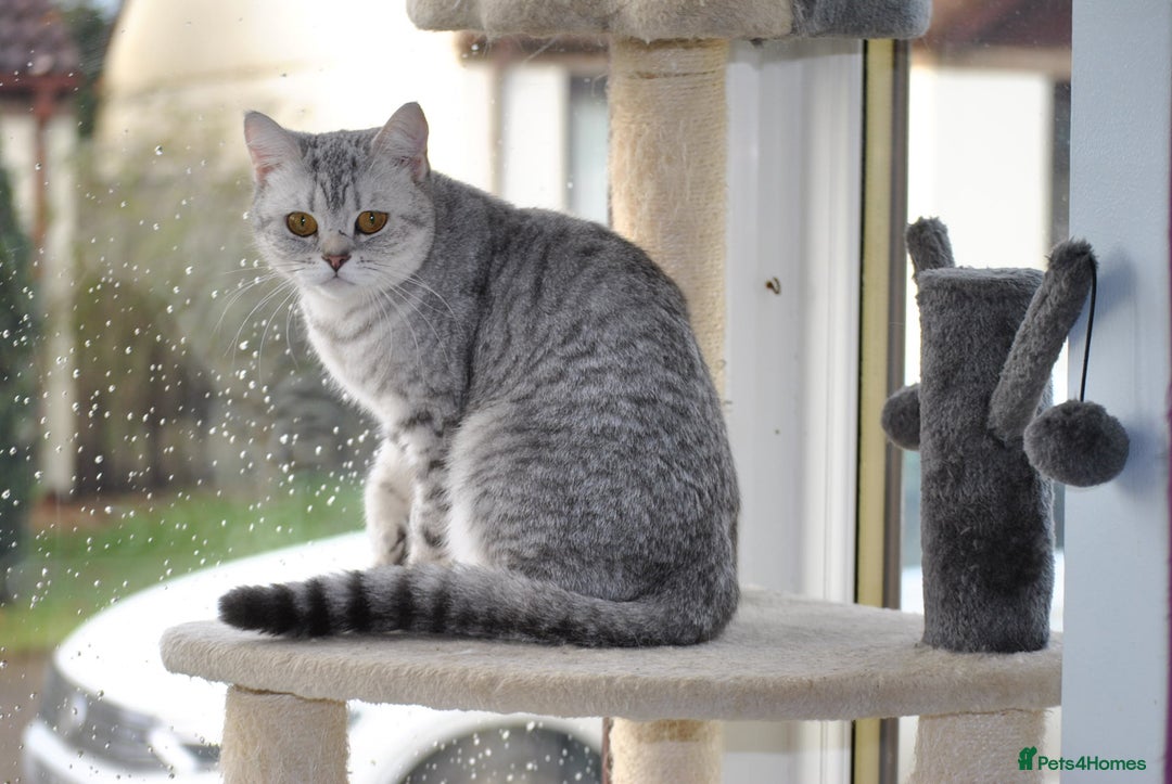 British Shorthair cats for sale: Beautiful British shorthair female kitten - Image 9