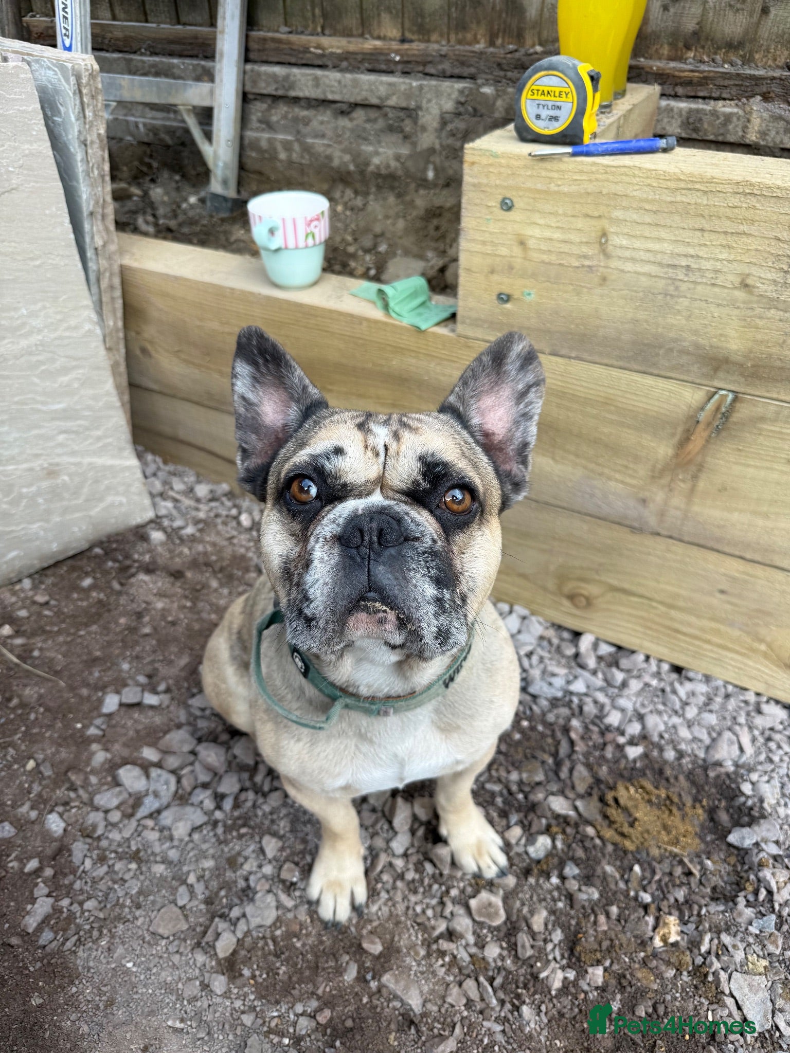 French Bulldog dogs French bulldog merle boy - Advert 1