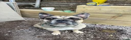 French Bulldog dogs for sale: French bulldog merle boy - Advert 1