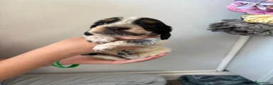 Cocker Spaniel 1