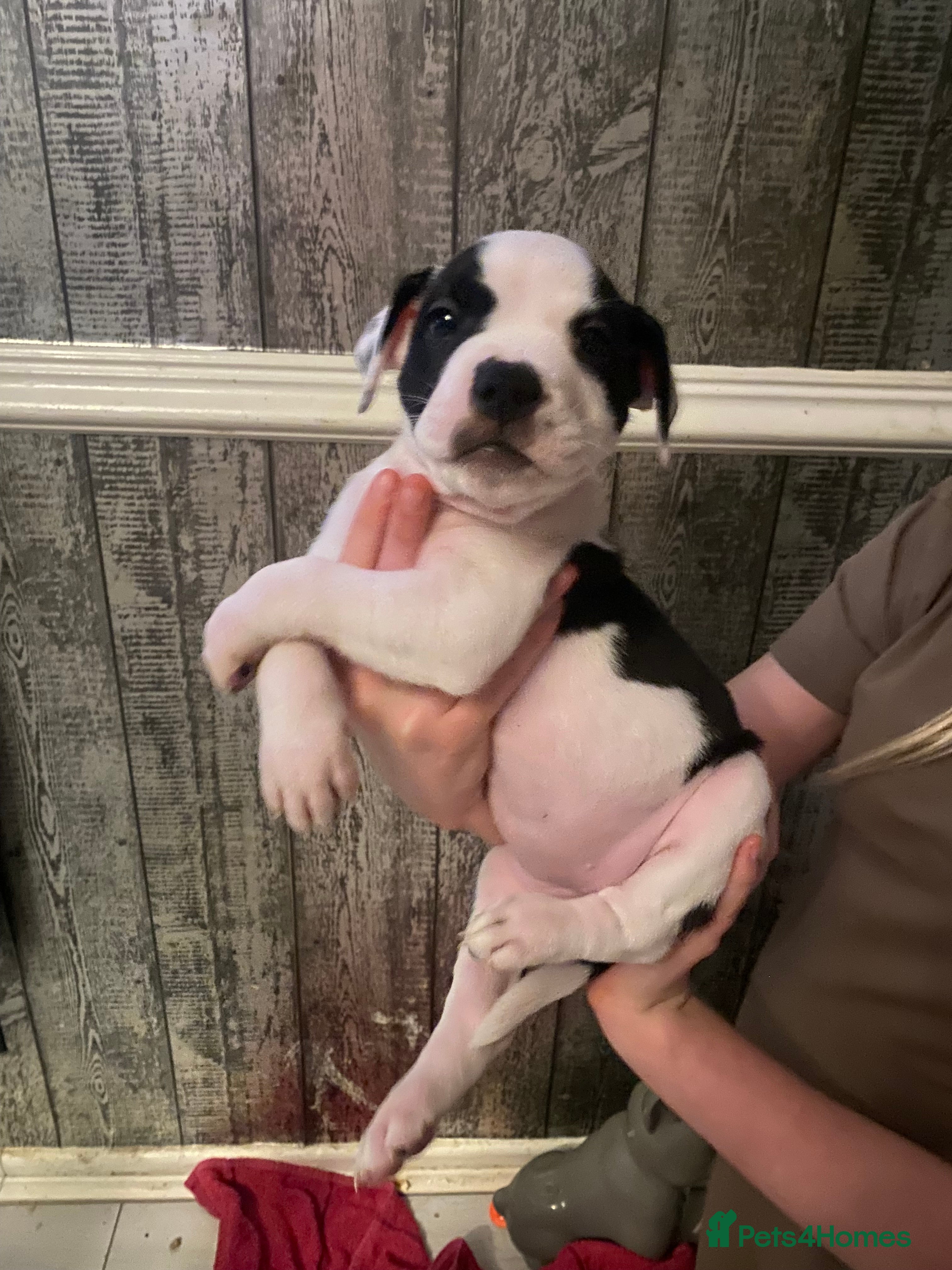 Staffordshire Bull Terrier dogs Mum and 2 girls stunners  - Advert 11