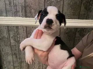 Staffordshire Bull Terrier dogs Mum and 2 girls stunners - Advert 14