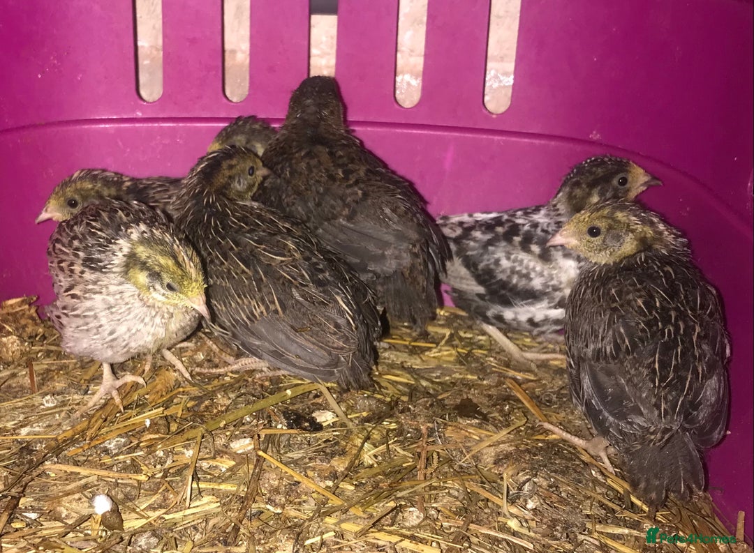 Quail poultry for sale: SEXED CHINESE PAINTED BUTTON QUAILS AVAILABLE ! - Image 1