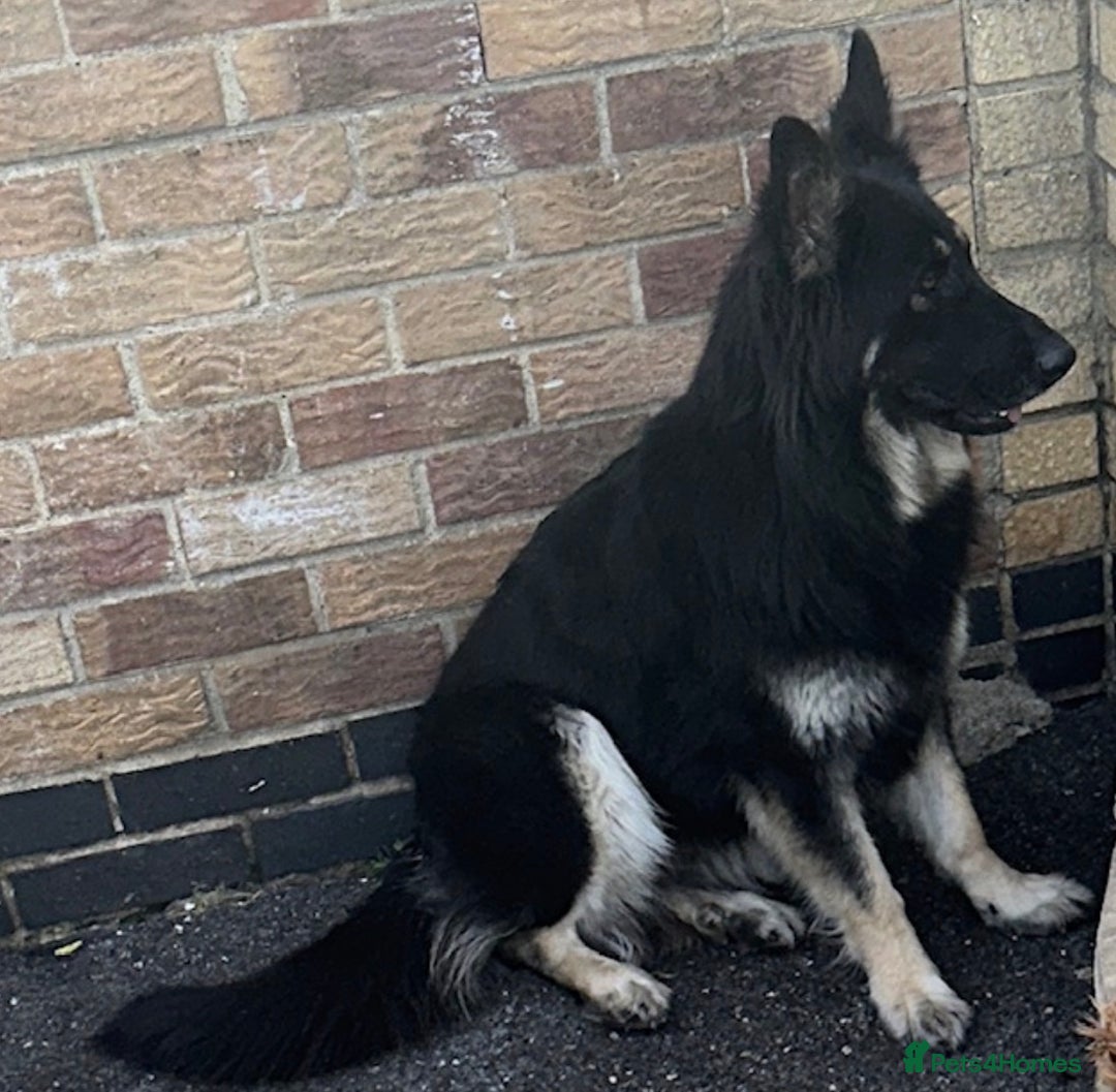 German Shepherd dogs for sale: Stunning white and black long coat German Shepards - Advert 2
