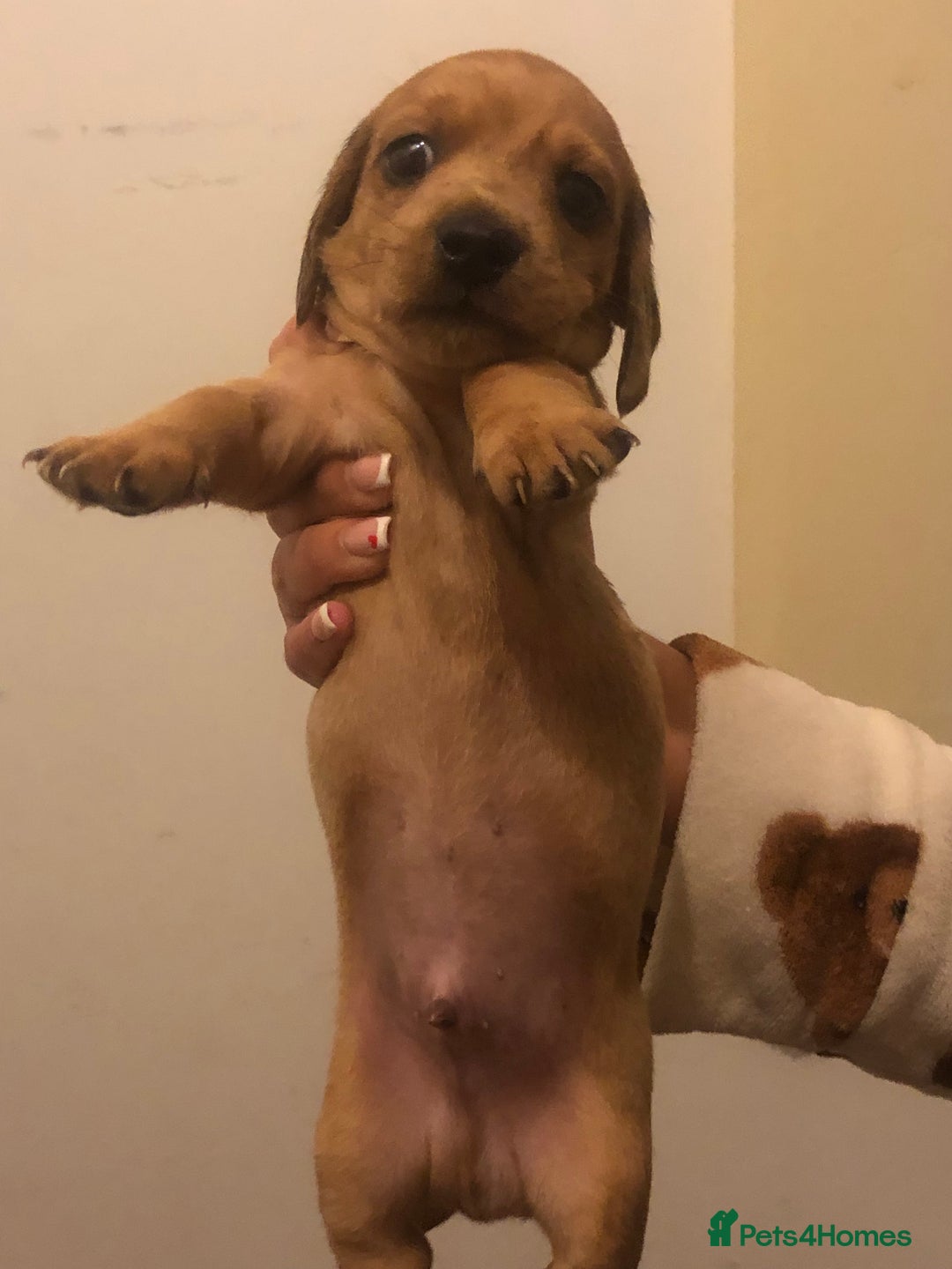 Dachshund dogs for sale: Dachshund puppies  - Image 6