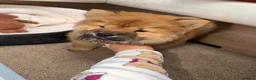Chow Chow dogs for sale: Blue tung chow chow red girl  in Sutton-in-Ashfield - Advert 1