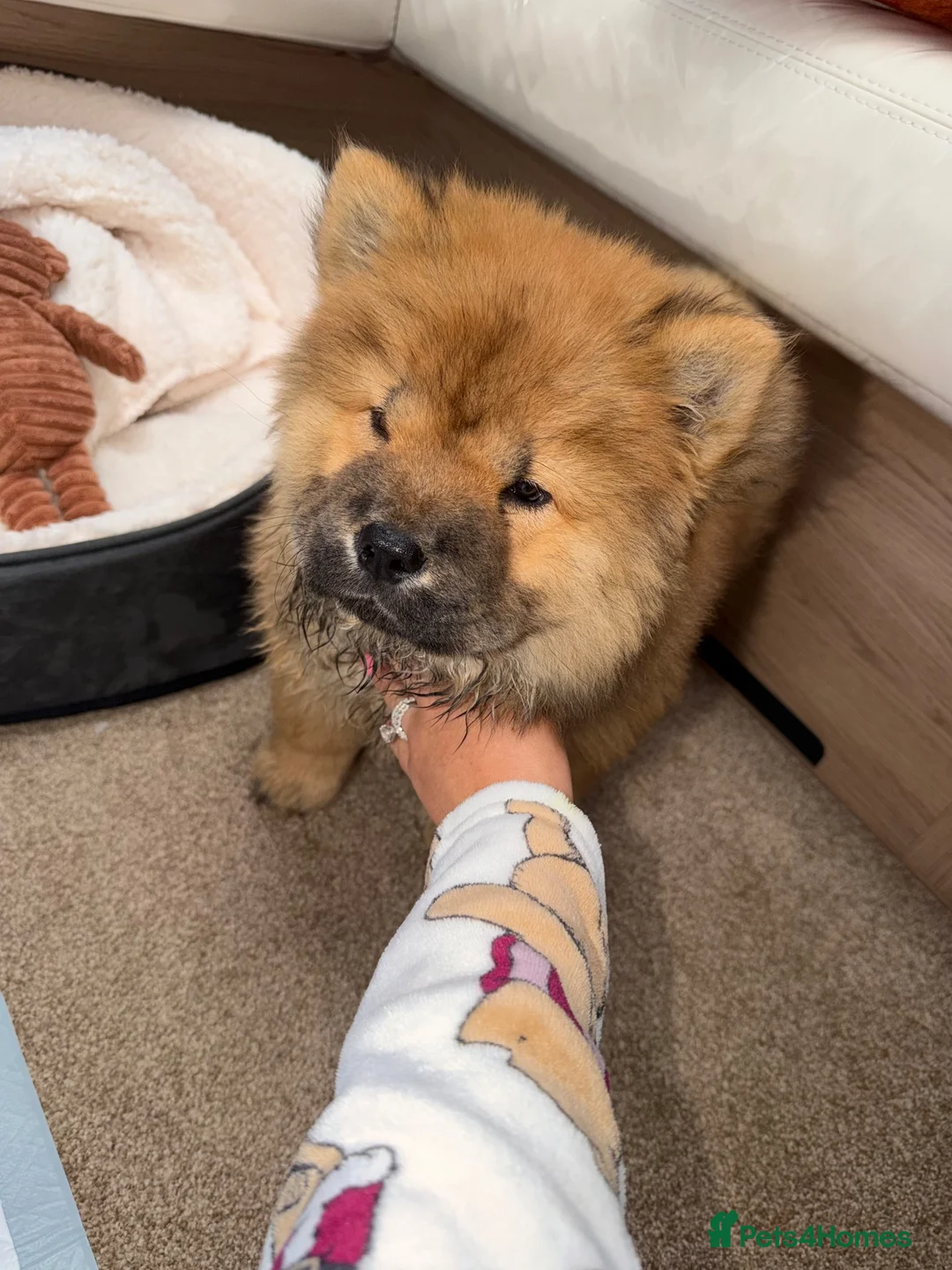 Chow Chow dogs for sale: Blue tung chow chow red girl  in Sutton-in-Ashfield - Advert 1
