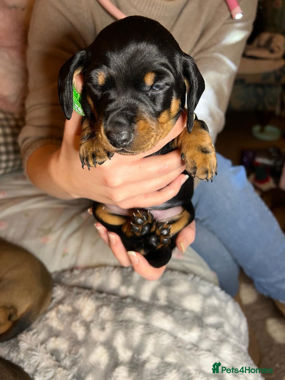 Miniature Dachshund dogs for sale: Miniature dachshund  - Advert 9