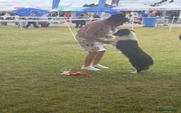 Border Collie dogs for sale: B. C. Puppies black and white kc reg - Advert 25
