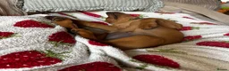 Labrador Retriever dogs for sale: Red fox lab puppy  - Advert 15