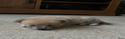 Mixed Breed dogs for sale: Pomeranian cross Jack Russell puppy in Swadlincote - Advert 3