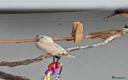 Finches birds for sale: Zebra finches for sale - Image 9