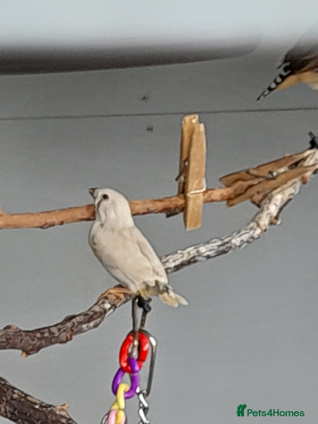 Finches birds for sale: Zebra finches for sale - Image 9