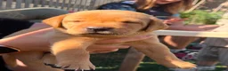 Labrador Retriever dogs for sale: Stunning Labrador puppies  - Advert 8