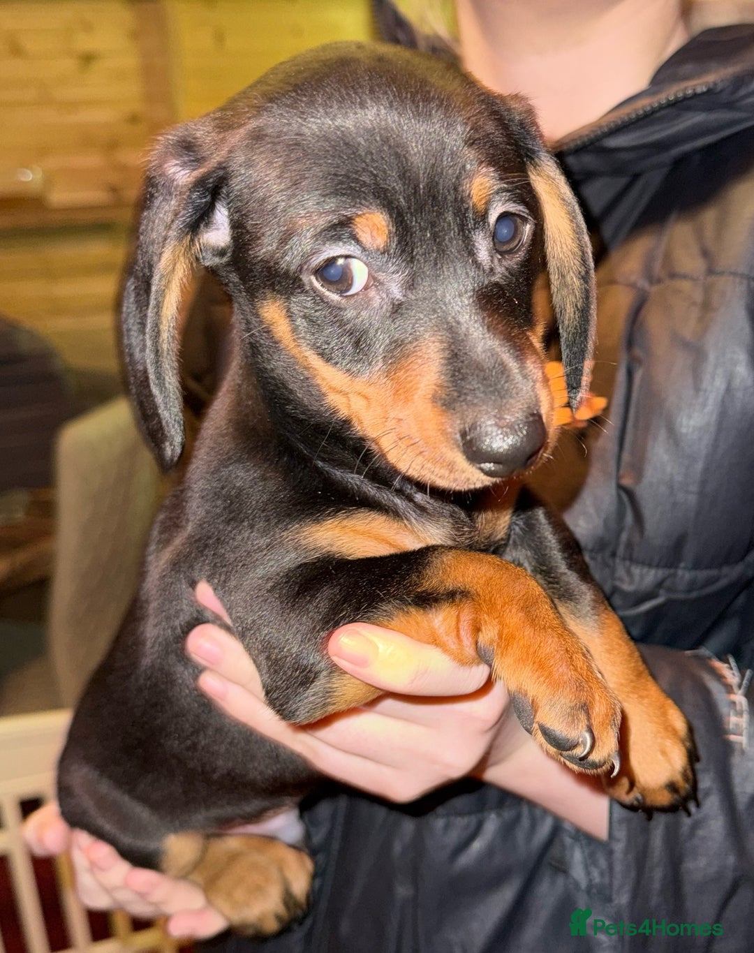 Miniature Dachshund dogs for sale: KC REGISTERED MINIATURE DACHSHUND PUPS - Advert 1