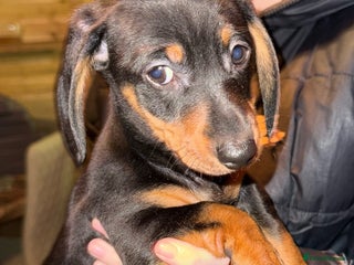 Miniature Dachshund dogs KC REGISTERED MINIATURE DACHSHUND PUPS - Advert 1