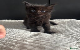 Mixed Breed cats for sale: Kittens for sale  - Image 4