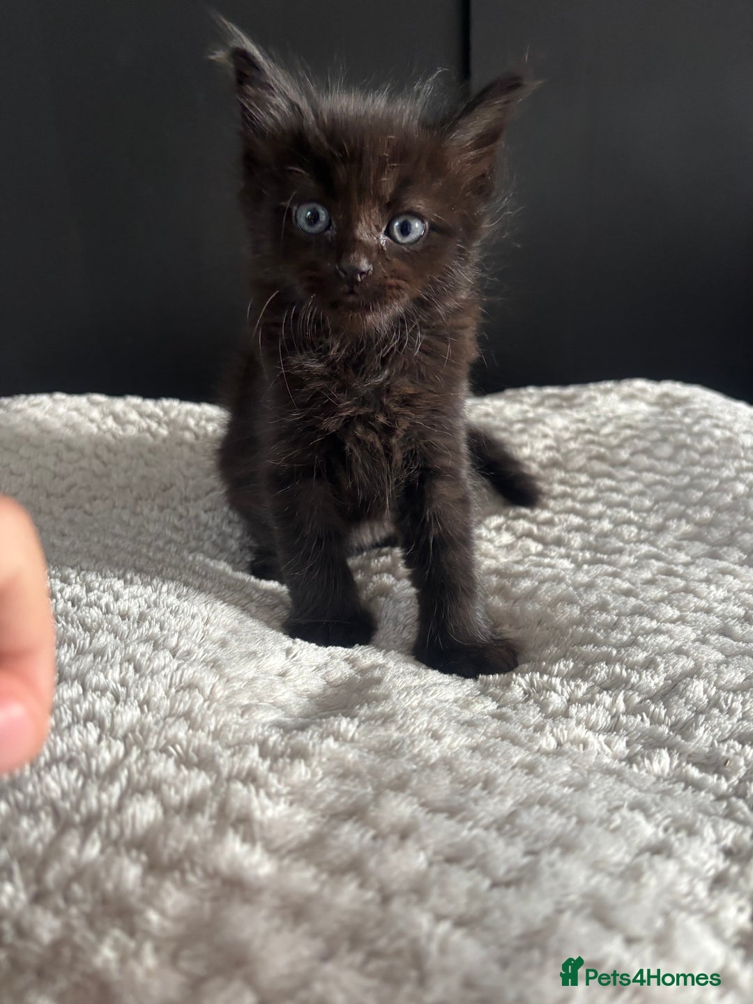 Mixed Breed cats for sale: Kittens for sale  - Image 4