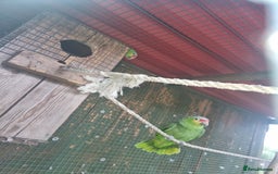 Parrots birds for sale: Proven pair of red lored amazons  - Image 2