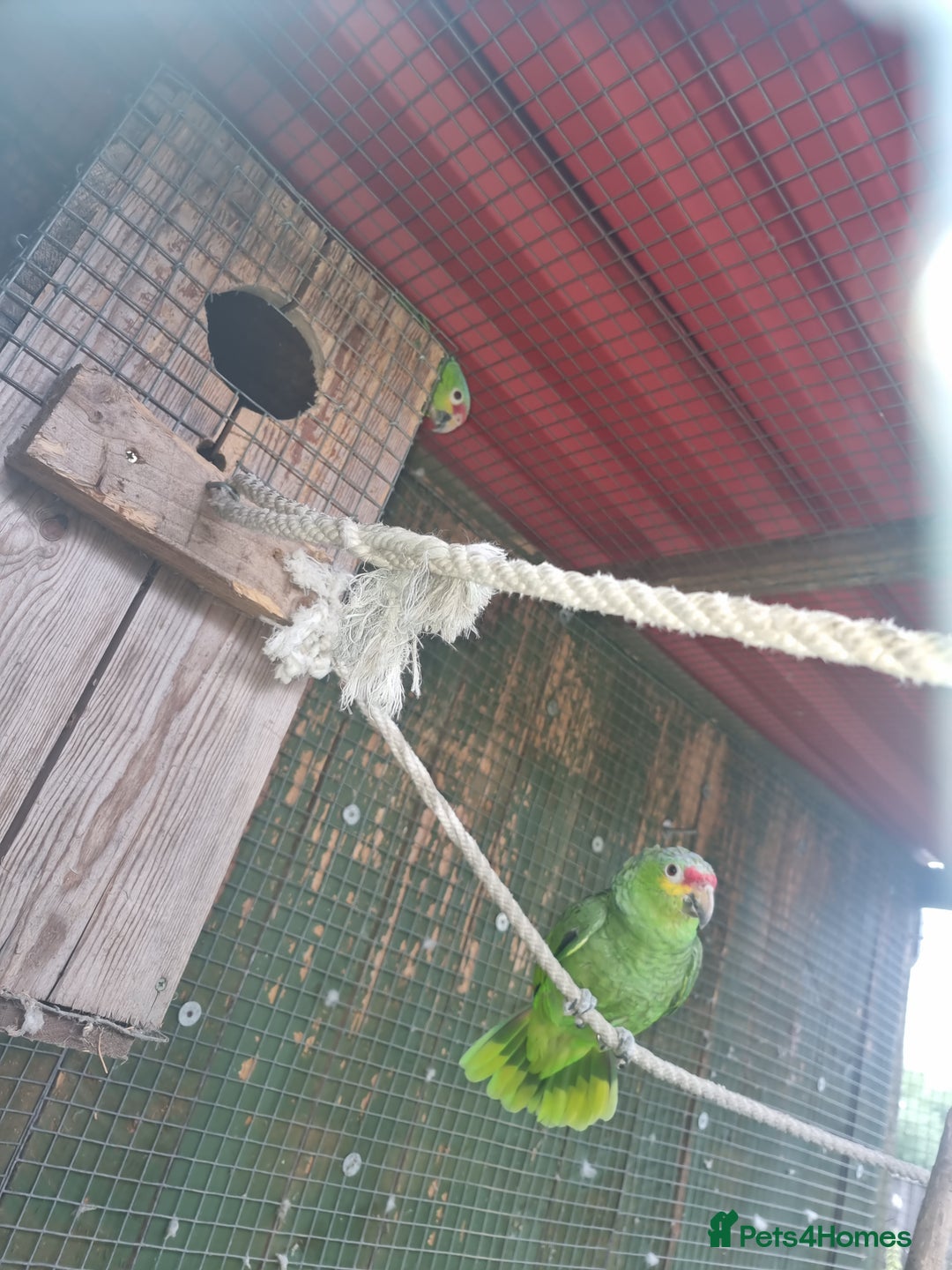 Parrots birds for sale: Proven pair of red lored amazons  - Image 2