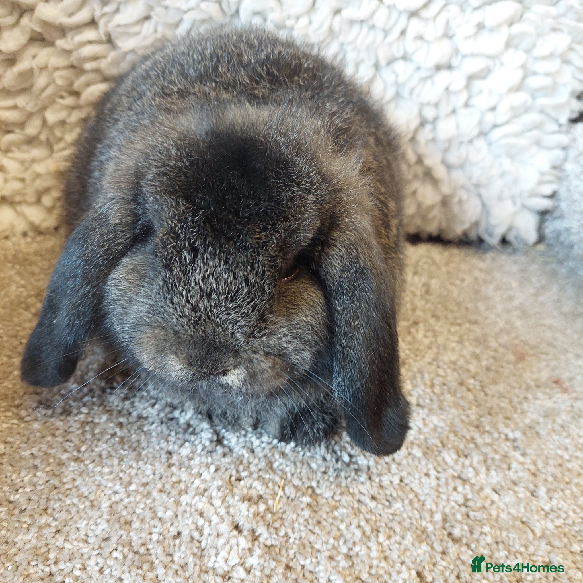 Mini Lop rabbits Last Minilop Buck ready to reserve  - Advert 18