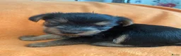 Yorkshire Terrier dogs for sale: X4 Stunning Minature Yorkshire terrier puppies  - Advert 39