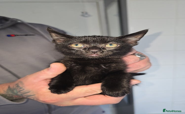 Mixed Breed cats - Advert 9