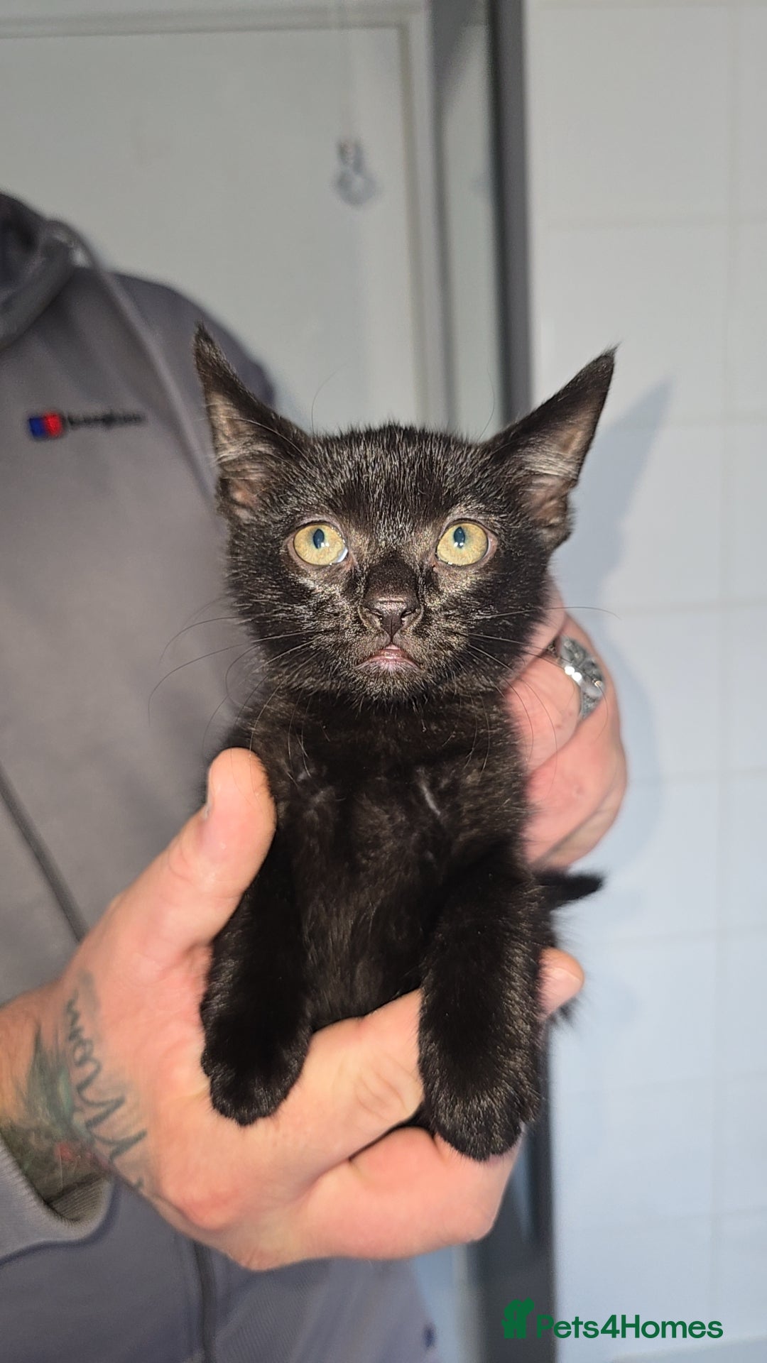 Mixed Breed cats for sale: 8 Kittens looking for their forever homes! - Image 1
