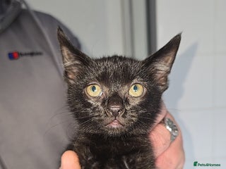 Mixed Breed cats - Advert 27