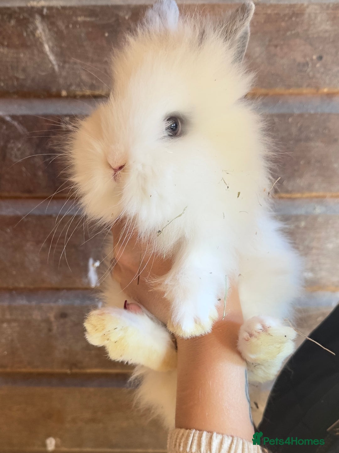 Lionhead rabbits for sale: Extra Special Lionhead Bunnies  - Image 13