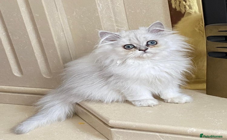 Persian cats - Advert 1