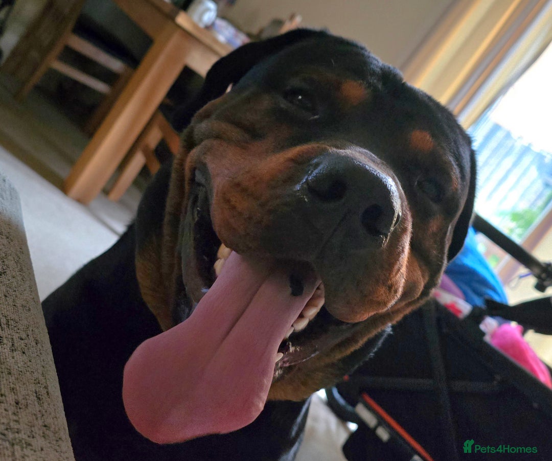 Mixed Breed dogs for sale: Gorgeous Rottweiler/Mastiff - Advert 6