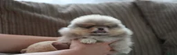 Pomeranian dogs for sale: Four small cute pups  - Advert 13