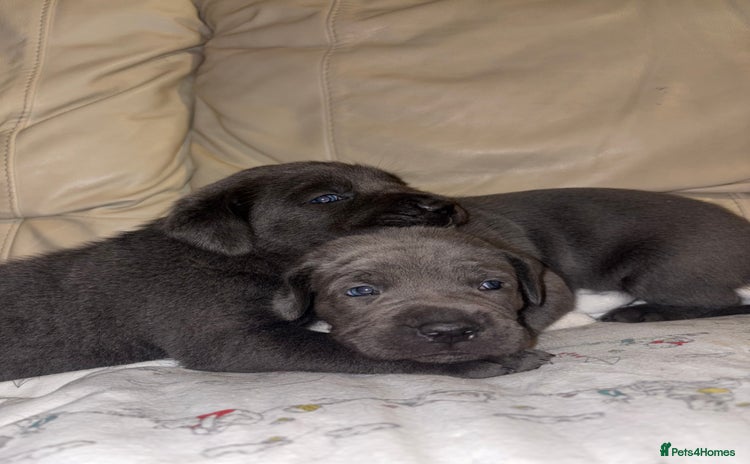 Cane Corso dogs - Advert 1