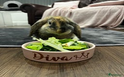 French Lop rabbits for sale: Gizmo and Della  - Image 10
