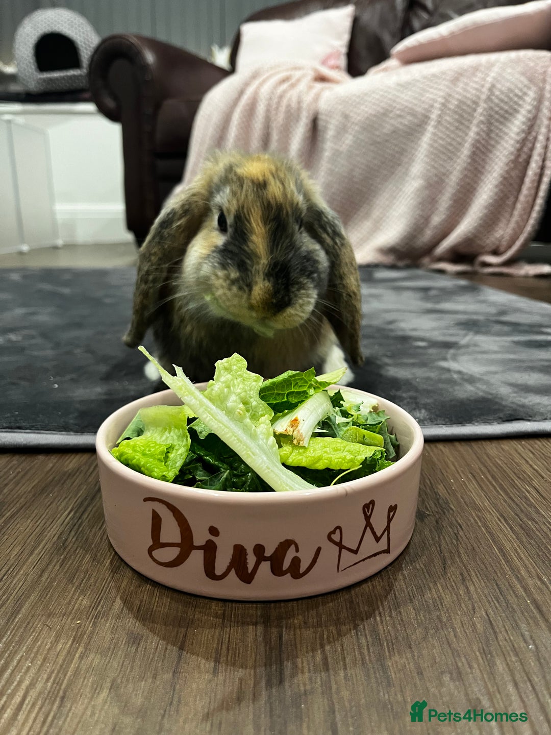 French Lop rabbits for sale: Gizmo and Della  - Image 10