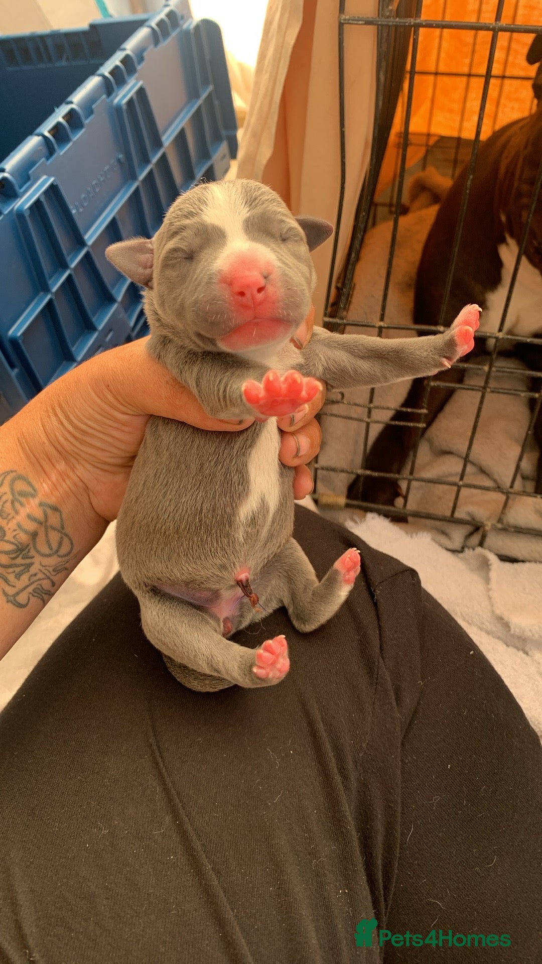Mixed Breed dogs for sale: American bull staffs available in October  - Image 6